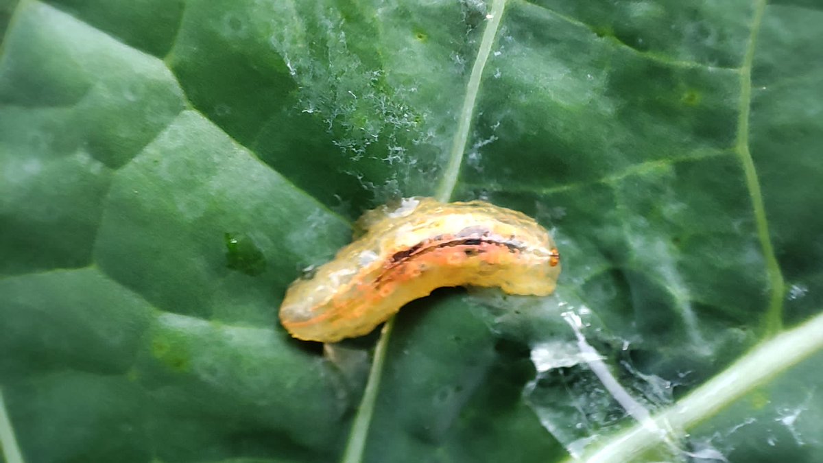 Christophe Mougel tweet media