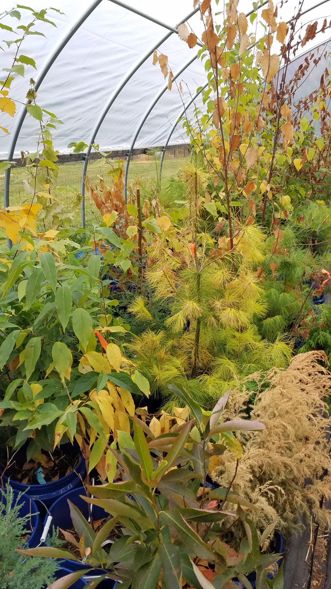 Wason Lab tweet media