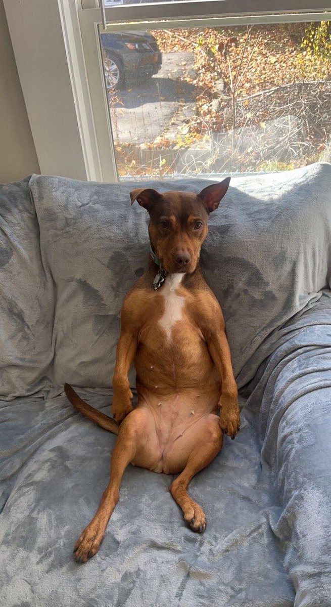 space_cowboy42's tweet photo. @TheBlackNerd I give you the best picture ever taken of my dog Freyja. https://t.co/Eu2mOsj0U4