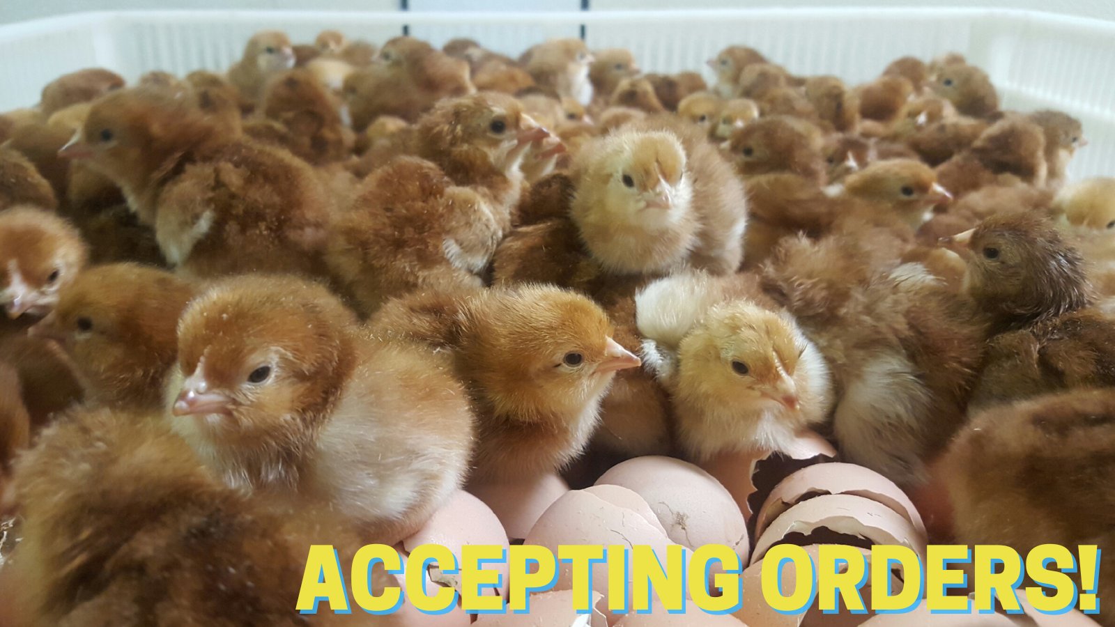 Cackle Hatchery on Twitter "This month we will be accepting orders for