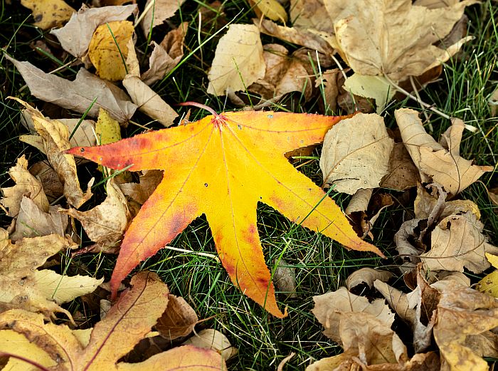 JennyWisePhotos's tweet photo. November 7:
Liquidambar styraciflua: Sweetgum 
https://t.co/BJSWem2S9i
#yellowleaf #yellowleaves #fallfoliage #yellowsweetgumleaf #sweetgum #sweetgumleaves #sweetgumleavesofPA  #lancastercounty #Liquidambarstyraciflua #autumnpicturesoftwitter #fallfoliagesoftwitter https://t.co/p2JR1cYDPF