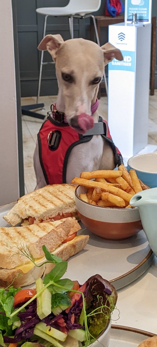 KimiWhippet's tweet image. Tongue is out!  My first #tongueouttuesday post. Am I barking up the right tree #dogsoftwitter cos these chips look Nom Nom Nom for a tongue out beg 🤣🐾🐾