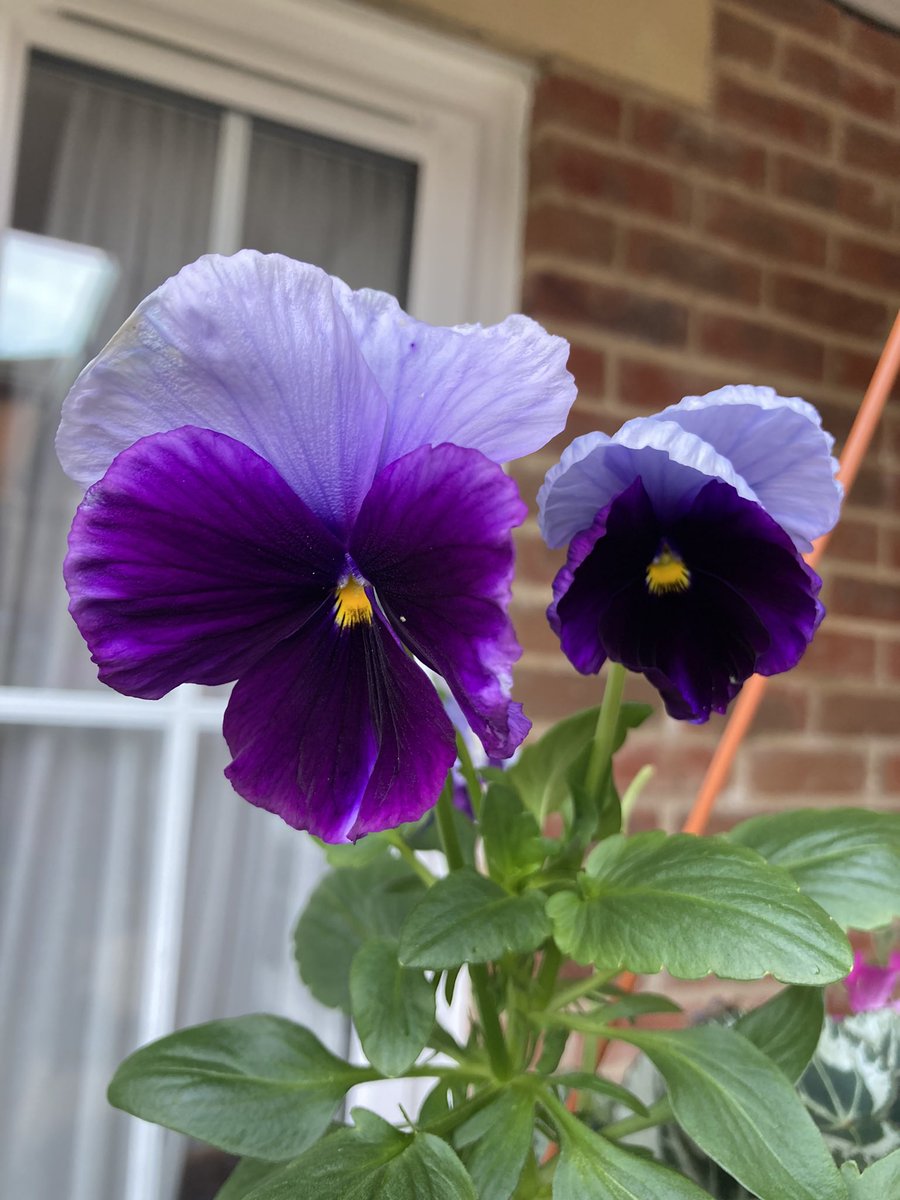 HallmarkSurrey's tweet photo. Winter planting brightening our gardens here at Lakeview. Most of the ground floor rooms have private patios which the residents enjoy personalising. If you are looking for future care for a loved one please do get in touch. #carehome #lightwater #winterplanting https://t.co/VqSyYJ0BpJ