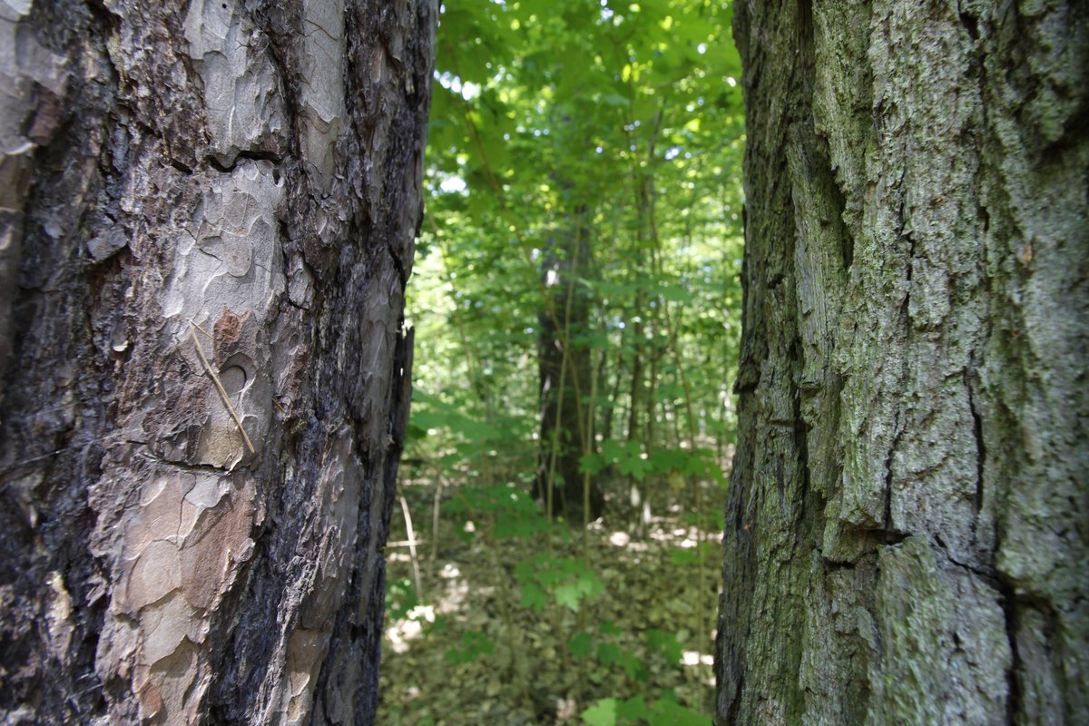 "Regionale Holznutzung ist #Ökosystemdienstleistung. Dafür müssen wir mit sinnvollen Anreizsystemen die Basis legen. Die Anhörung im Bundestag war deshalb eine erneute Mahnung", so HDH-GF <a href="/denny_ohnesorge/">Denny Ohnesorge</a> 
Zum Pressekommentar:
holzindustrie.de/pressemitteilu…
#Holz #Wald #BauenMitHolz