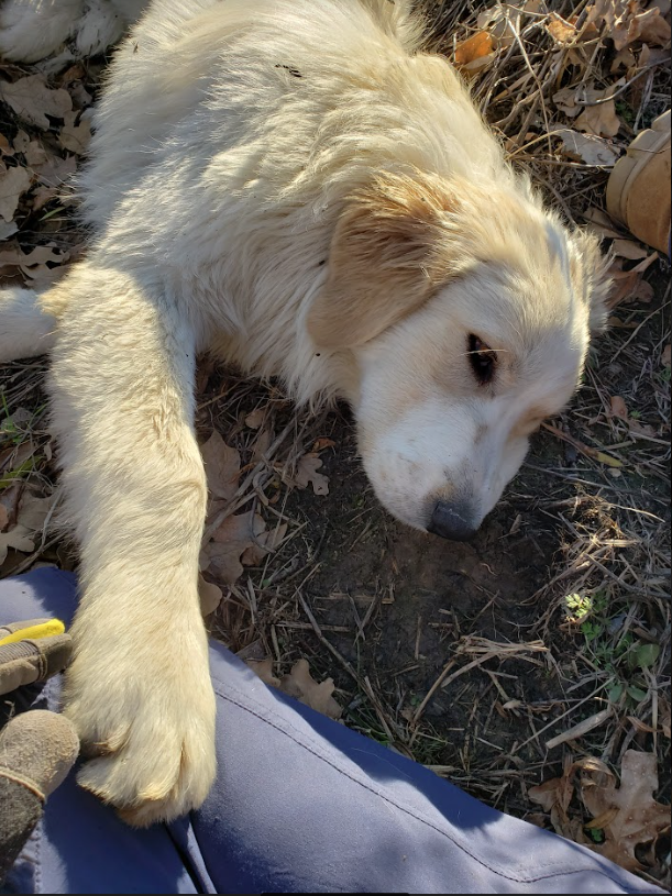 Unsolicited Dog Pics tweet media