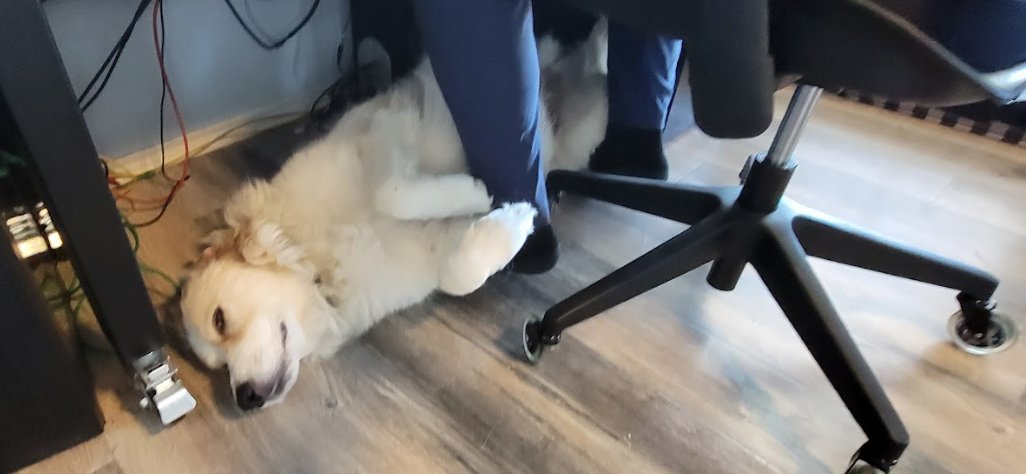 Unsolicited Dog Pics tweet media