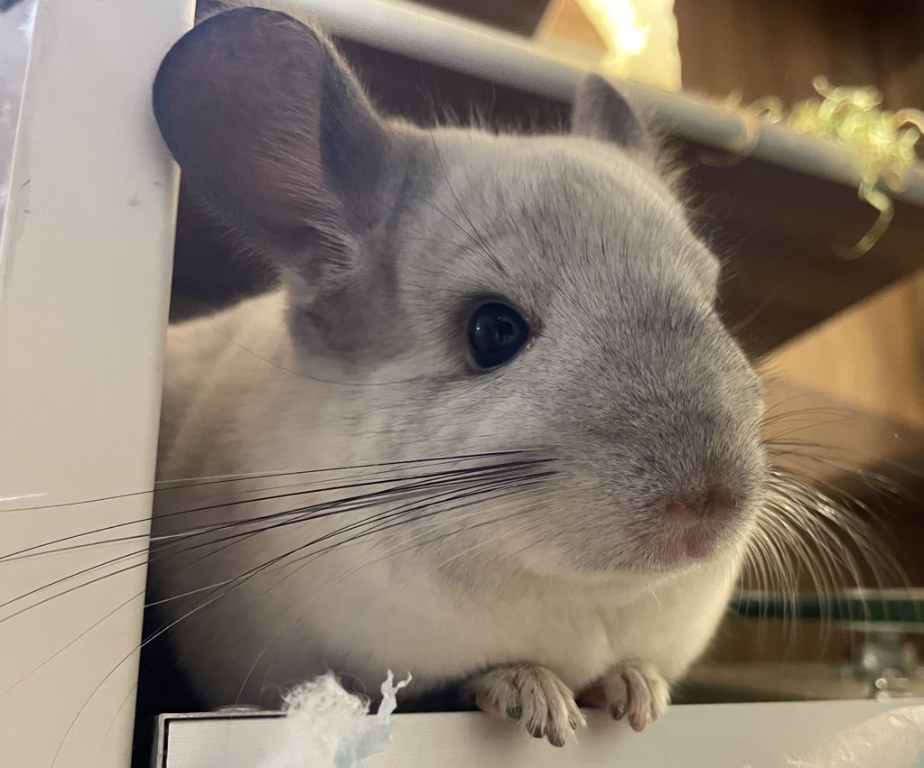 ChinchillaSoul's tweet photo. 人間観察
#chinchilla #チンチラ #obsere https://t.co/fEkor2jlnk