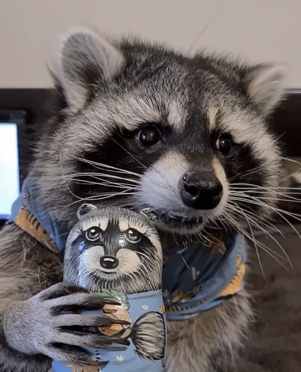Raccoons Hourly (@raccoonhourly) on Twitter photo 