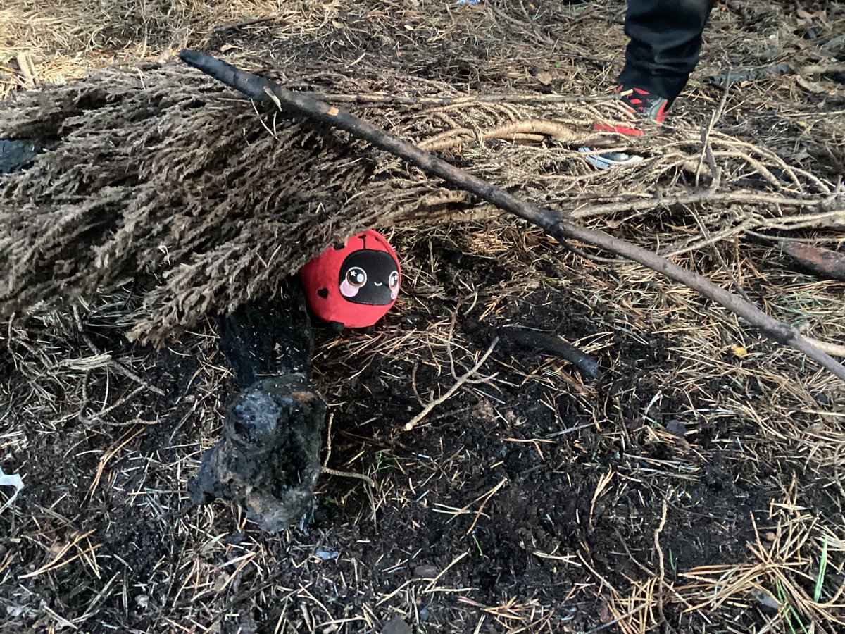 MrWoodward6's tweet photo. We had a great time in the woods with our friends in the Cosy Corner. @MsDonaldsonCPS we made great mini dens for our ladybird friend Lippy. 🐞🌳#outdoorlearning https://t.co/nTOnJ9EubE