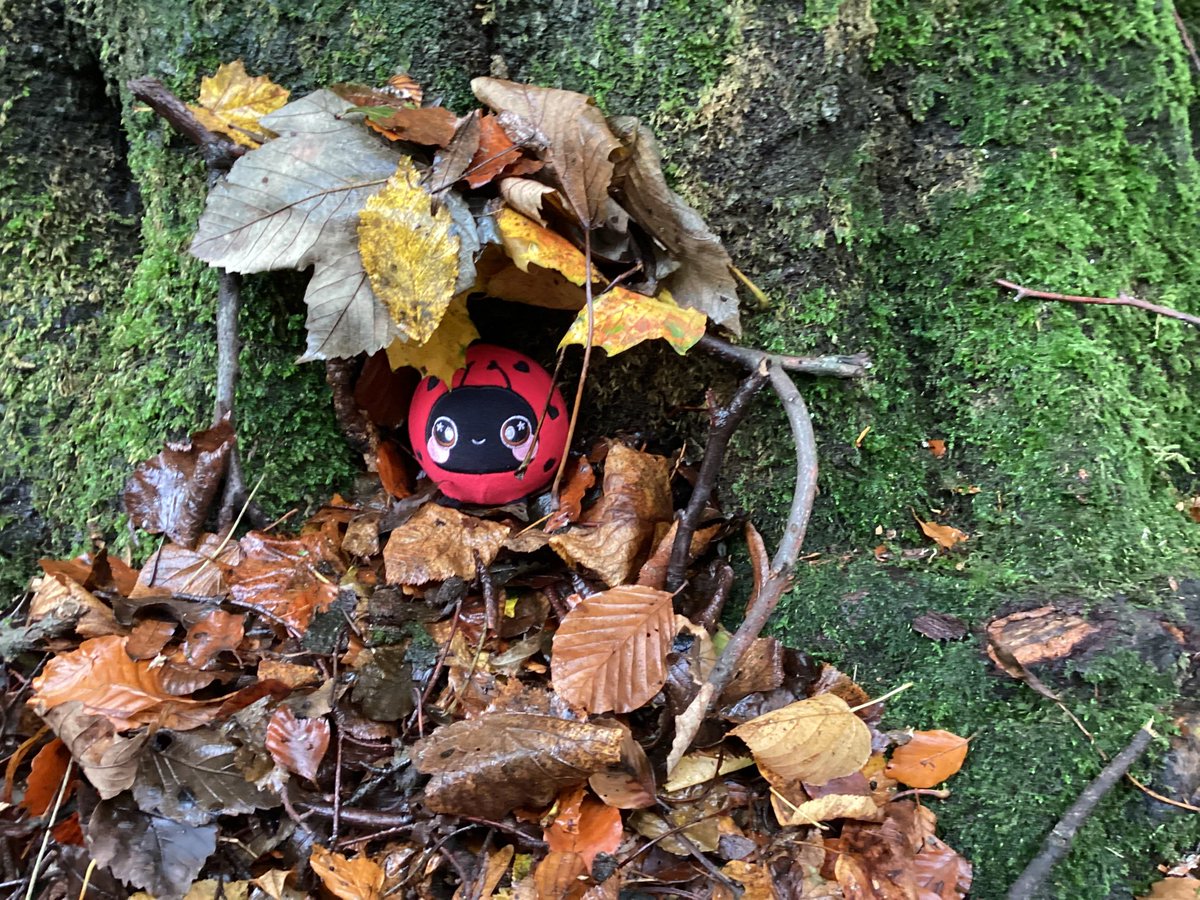 MrWoodward6's tweet photo. We had a great time in the woods with our friends in the Cosy Corner. @MsDonaldsonCPS we made great mini dens for our ladybird friend Lippy. 🐞🌳#outdoorlearning https://t.co/nTOnJ9EubE