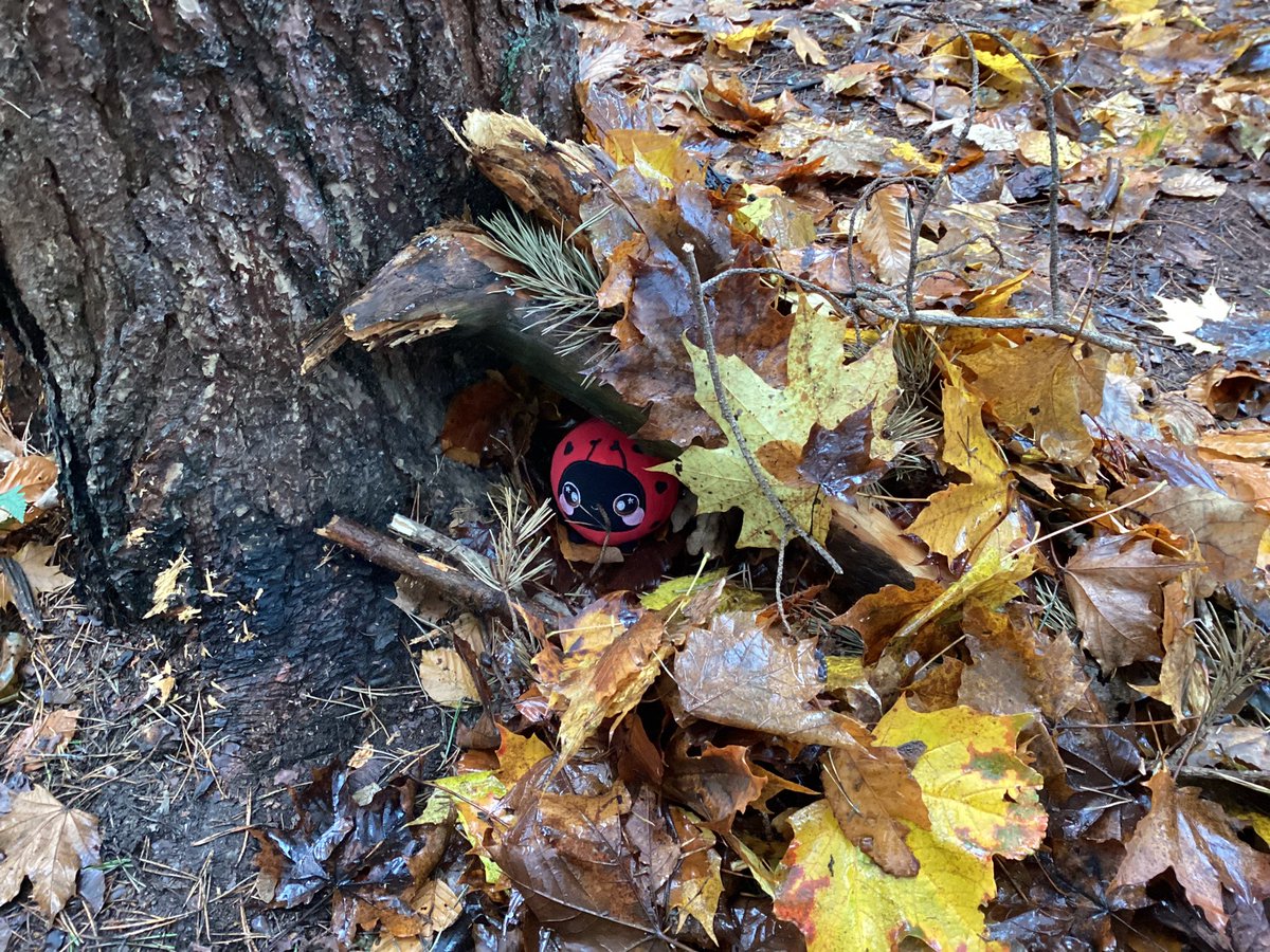 MrWoodward6's tweet photo. We had a great time in the woods with our friends in the Cosy Corner. @MsDonaldsonCPS we made great mini dens for our ladybird friend Lippy. 🐞🌳#outdoorlearning https://t.co/nTOnJ9EubE