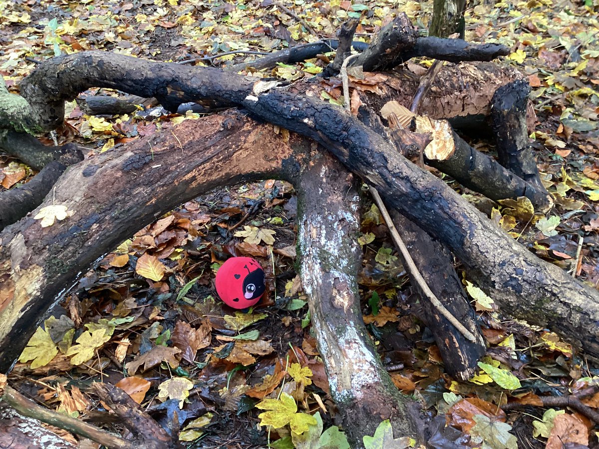 MrWoodward6's tweet photo. We had a great time in the woods with our friends in the Cosy Corner. @MsDonaldsonCPS we made great mini dens for our ladybird friend Lippy. 🐞🌳#outdoorlearning https://t.co/nTOnJ9EubE