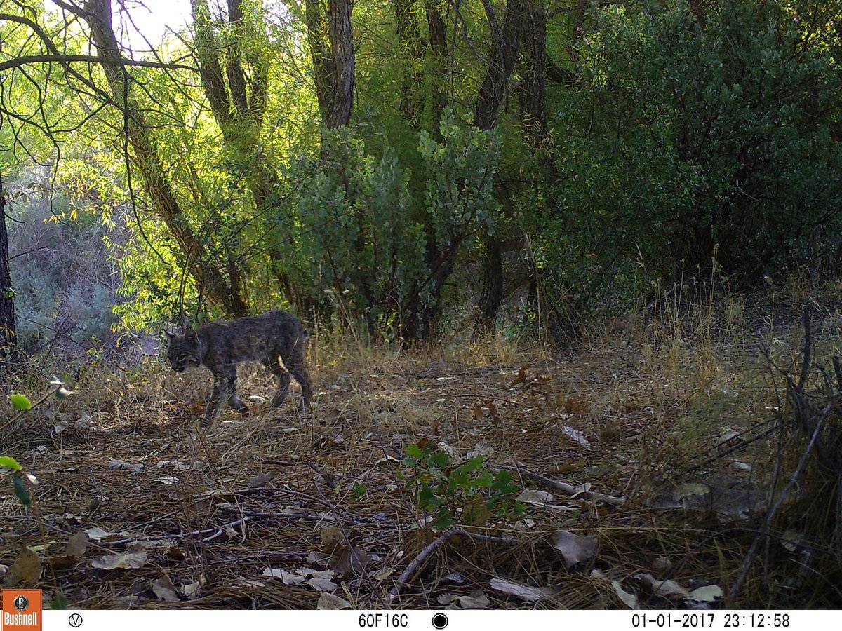 pchrysafis's tweet photo. Awkward teenage bobcat years caught on camera for #SnapshotUSA. https://t.co/qqBuzn1GOZ