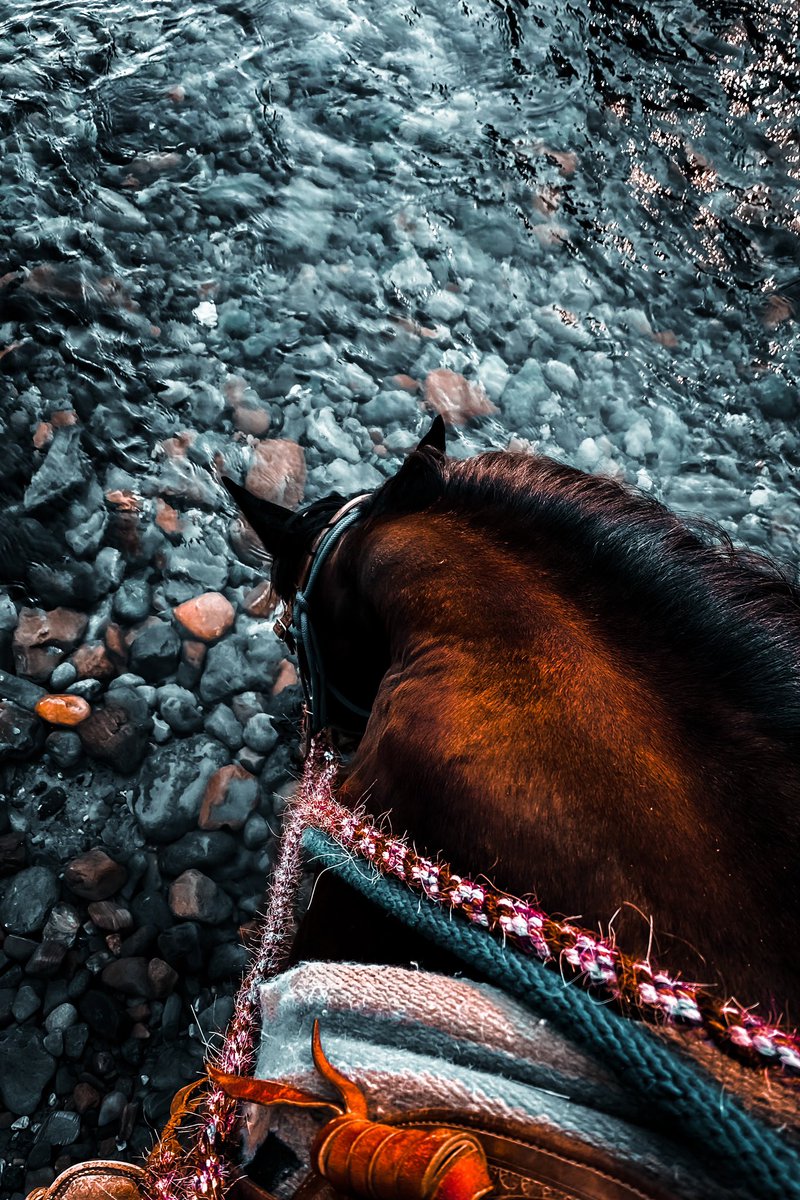 ThreeBarsRanch's tweet photo. Stopping for a refreshing drink at the creek.
#threebarsranch
#saddleup #guestranch #trailriding
#travelcanada #explorebc #ranchhorse https://t.co/xyqI9MDVM9