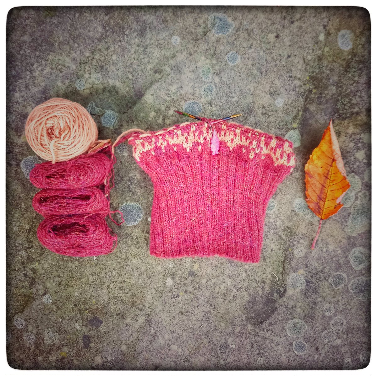A quick progress pic before the light fails - this is a test knit of 'Noctuidae' hat by Goth Witch Designs using the wool dyed with cherry bark for the colourwork moth motif - the hunt is now on for a brooch to complement...
#KnittingTwitter #Wovember