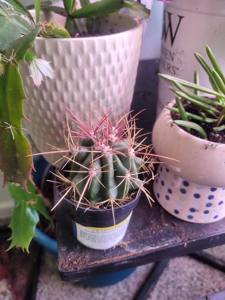 aspiringplntdad's tweet photo. I have already destroyed my hand
#firebarrel #cactus https://t.co/Btfq36qAdu