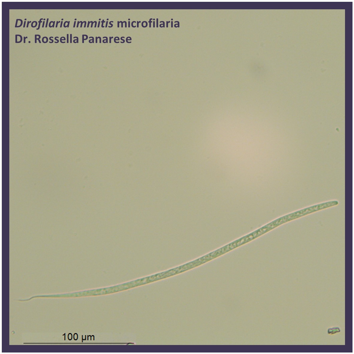 Herminthology tweet media