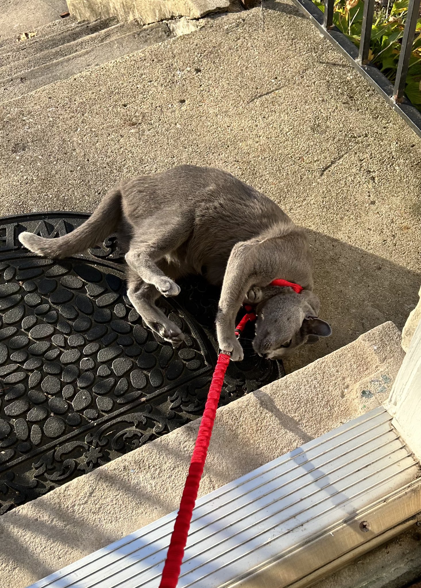 Juniper the cat on Twitter "I didn’t want to go inside after yesterday’s fun. cats 