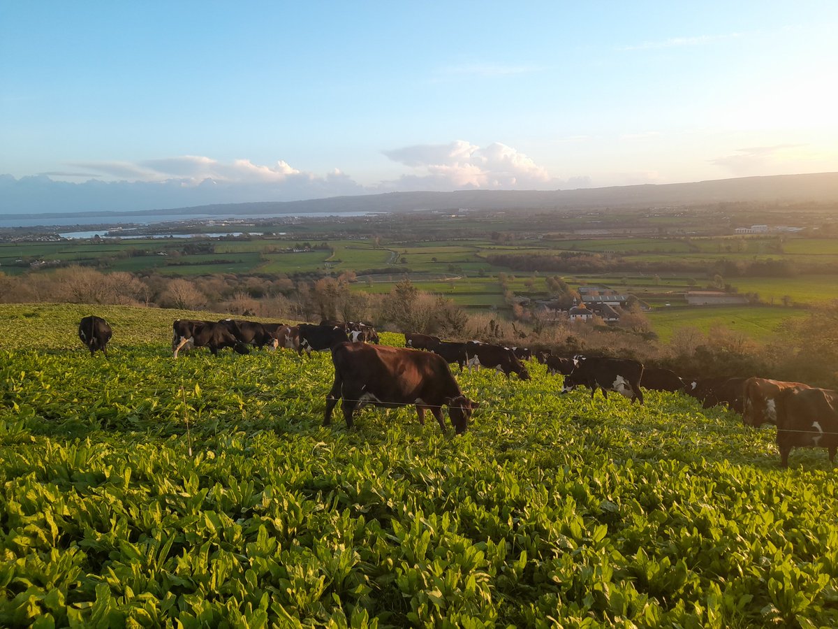Thank God for the hill, the dry evening, and full, contented cows! Have to appreciate it, the last few weeks have been tough.