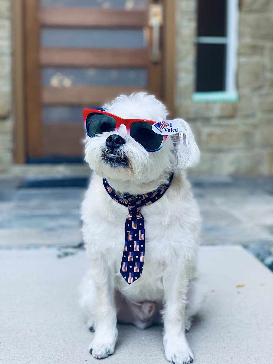 Kaxan_KXAN's tweet photo. Hoomans, have you done your civic duty? Show me those stickers! 
#Vote 🗳🇺🇸 #Austin https://t.co/9ALe77YCiE