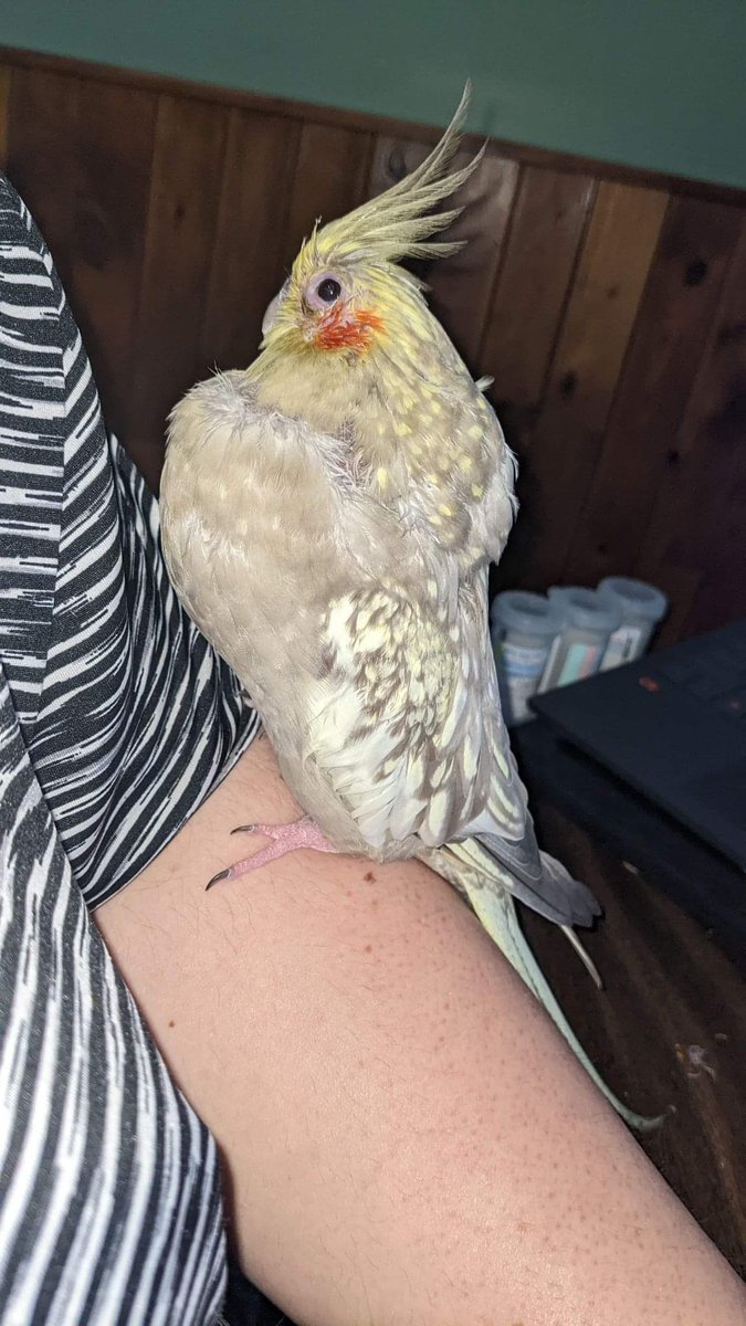 I do not enjoy getting ointment rubbed onto my eyes, thanks.

My conjunctivitis is gone though!