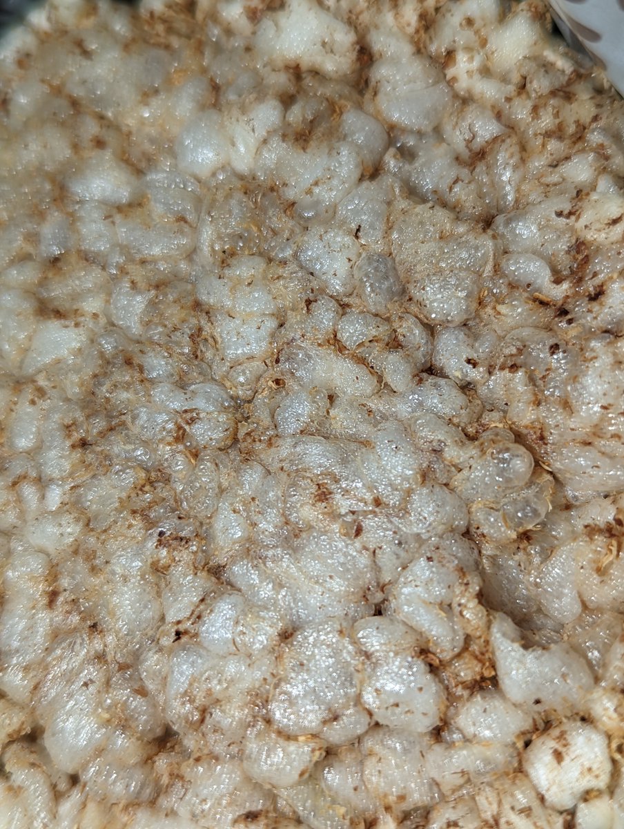 YaleChen2020's tweet image. OLDMILA 蕎麥粗粒餅

天然的味道覺得舒適
每兩三片會吃到一區鹹鹹的，
開胃且不單調

在 #pchome24 買的
PCHOME 立陶宛館
24h.pchome.com.tw/region/DBDT

立陶宛製造 
台立友好
🇱🇹🤝🇹🇼

#boycuttchina 
#ABC_challenge
#AnywherebutChina
#StandWithHongKong