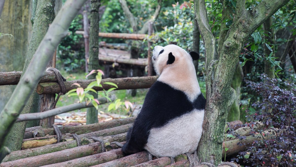 Although Pandas are no longer endangered, tourism in their native regions is increasing and putting additional pressure on giant panda habitat but your support can help protect them. Have you ever considered Adopting a Panda? Learn more at the <a href="/WWF/">WWF</a>.