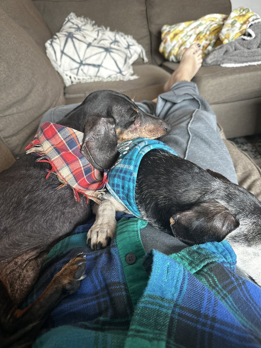 caandaace2's tweet image. fighting for cuddles to agreeing to cuddle each other while cuddling me