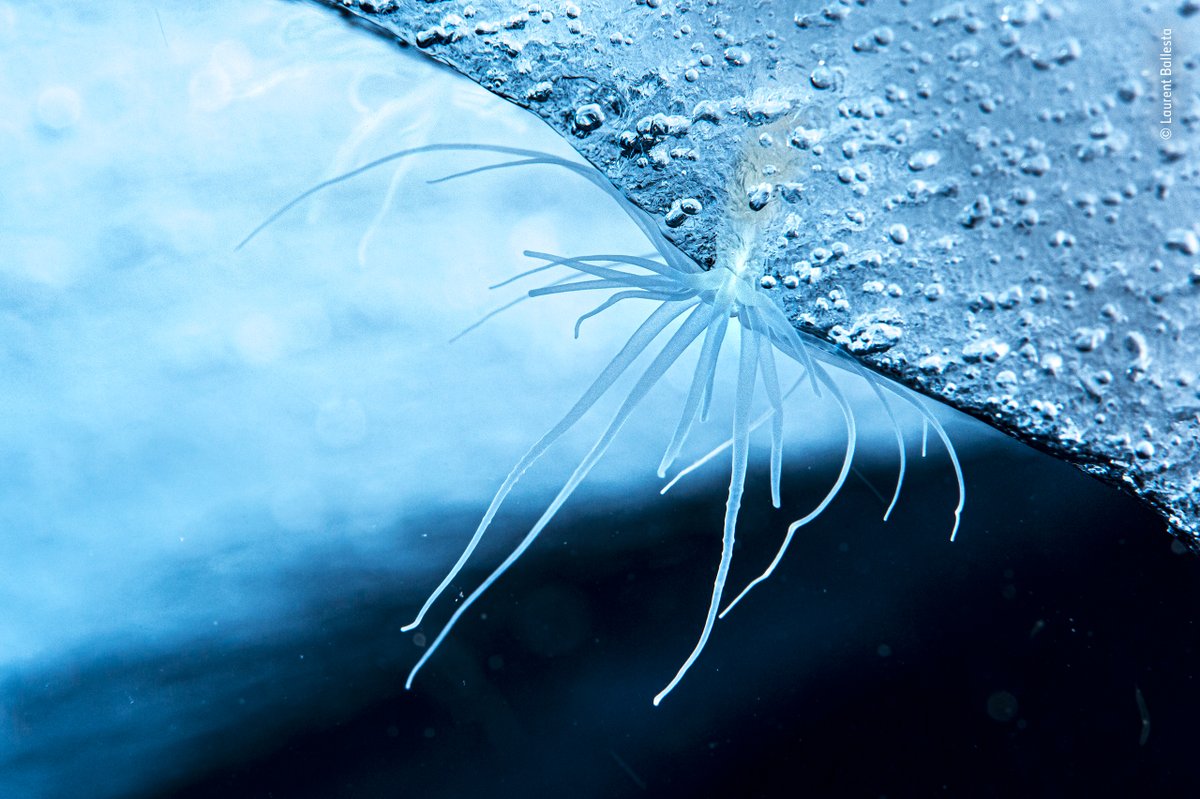 Wildlife Photographer of the Year tweet media