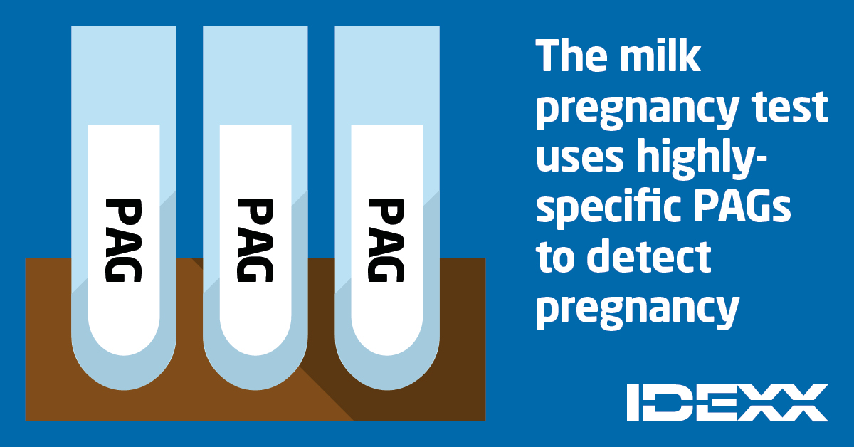 IDEXXLivestock's tweet image. 🧪The milk pregnancy test detects the highly specific markers of pregnancy produced by the placenta, known as pregnancy-associated glycoproteins (PAGs), with an accuracy on par with ultrasound. 

Speak to your MRO to find out more➡️bit.ly/MilkPD.