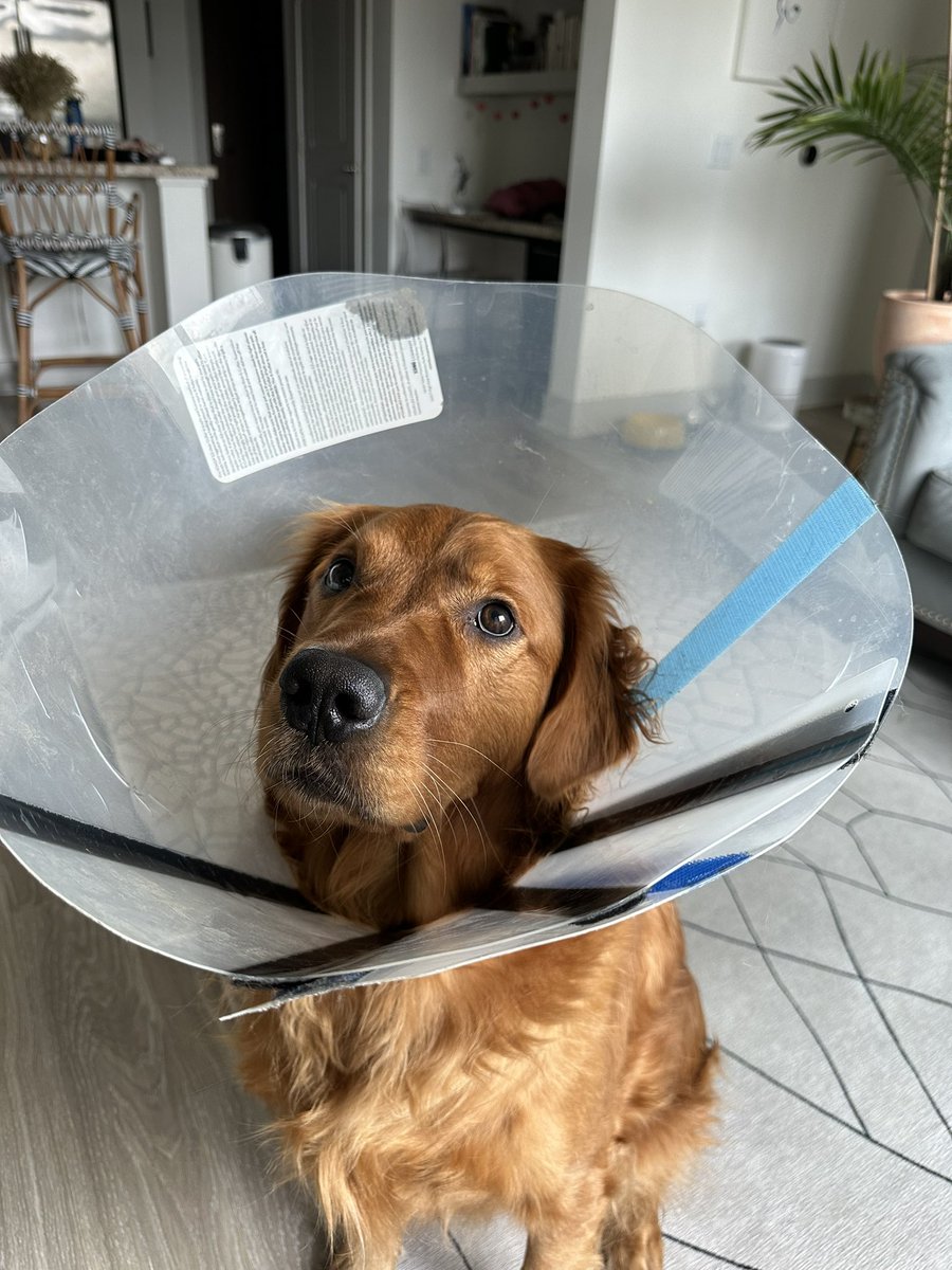 Mimo went from mimosa to martini