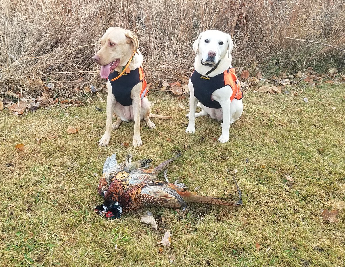 #RoosterReport in Iowa: How are the early season bird opportunities in your area? 
As you can see below, one of our team members found some opening weekend success in a pollinator plot. This was the first time his new puppy and old veteran bird dog shared a hunt!