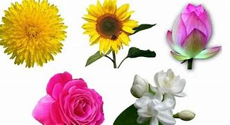 SSR_Sivaraj's tweet photo. சிவபூஜை செய்ய ஏற்ற பூக்கள் 🍁🥀🌹🌷🌼🌸💐🪷🪷🌻
சித்திரை மாதத்தில் :
முல்லைப்பூ, கானார்ப்பூ, கடம்பன்பூ, வாழைப்பூ, கோங்குஅறுகு. நாயுருவி, விளா, வில்வம்.
#நோக்கம்சிவமயம்
#SSR_Threads https://t.co/THS7BYcnj4
