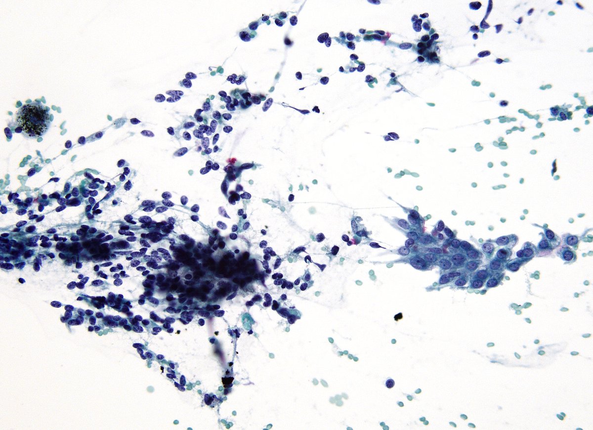 Syed Z. Ali tweet media