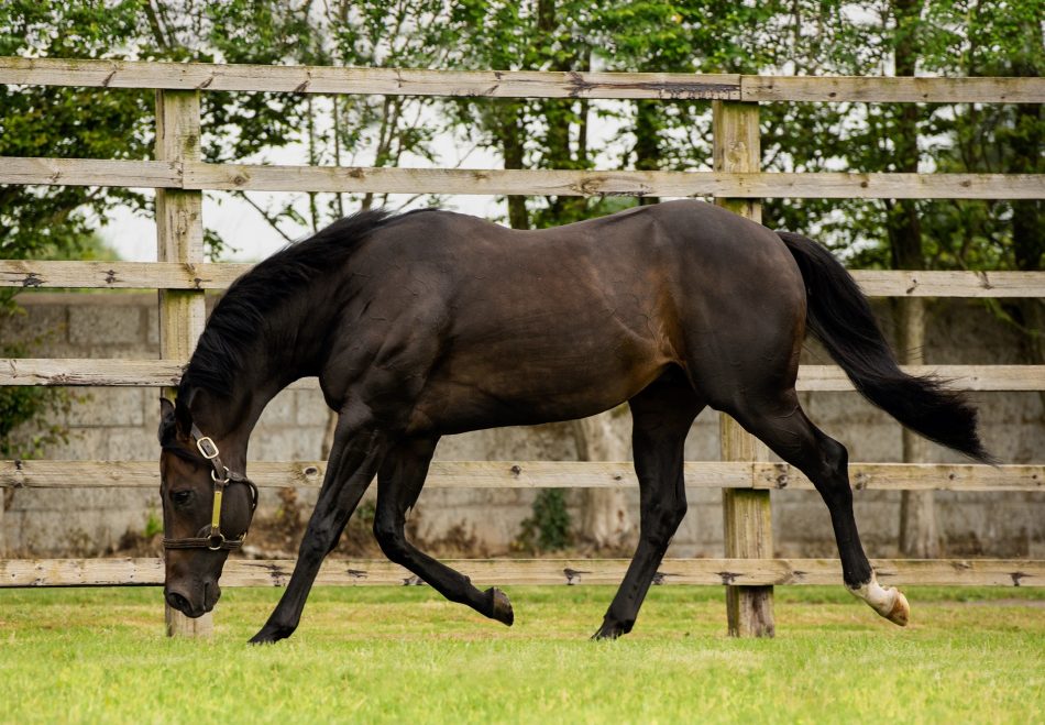 Another first crop 2YO winner for SIOUX NATION as Nails Murphy impresses on debut <a href="/ChelmsfordCRC/">Chelmsford City Racecourse</a> for <a href="/RHughesracing/">Richard Hughes</a> &amp; owners Mansergh Wallace &amp; Murphy. Bred by <a href="/grenane/">Grenane House Stud</a> 
SIOUX NATION now has...
43 individual winners
11 Group/Stakes performers
3 Group/Stakes winners
#CoolmoreSires