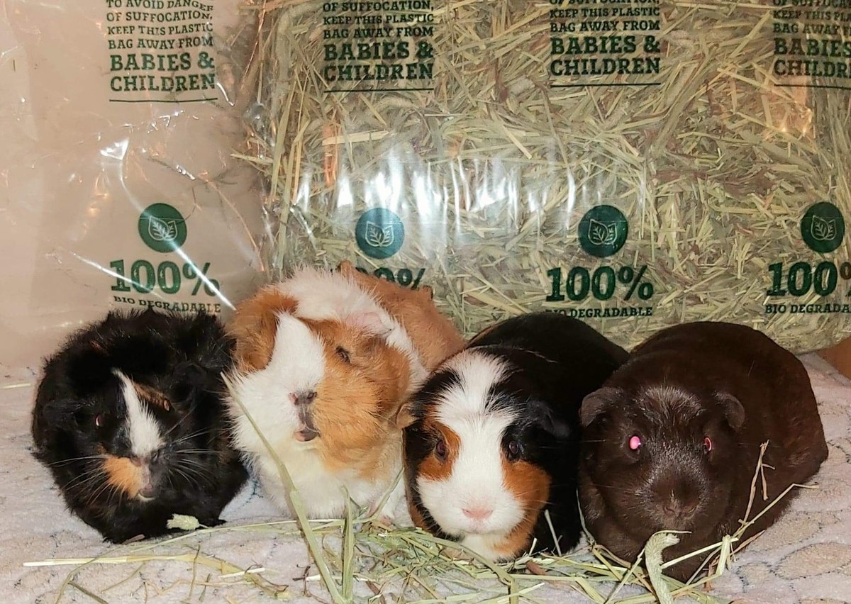 These 4 a #posers! #guineapigs #Suzie #Barbara #Juno #Jessie #NibbleandGnaw #TimothyHay