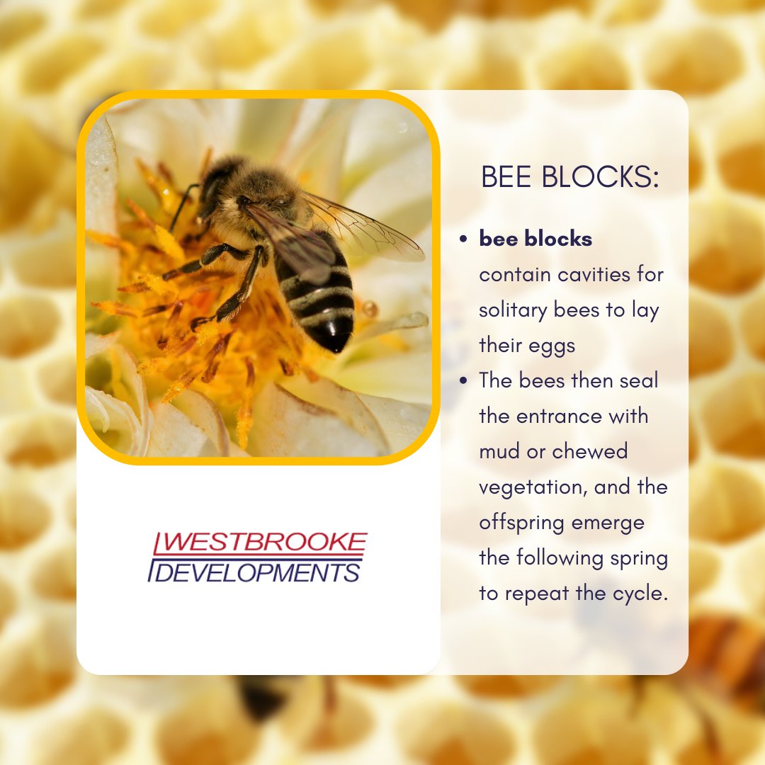 WestbrookeDev's tweet photo. We received our delivery of bee blocks at Tate Residences and they will soon be installed. By providing a safe nesting environment, these small but powerful structures can help to ensure the health and sustainability of local bee populations.  
 #CCS #carefortheenvironment https://t.co/arCX7Iyd0x