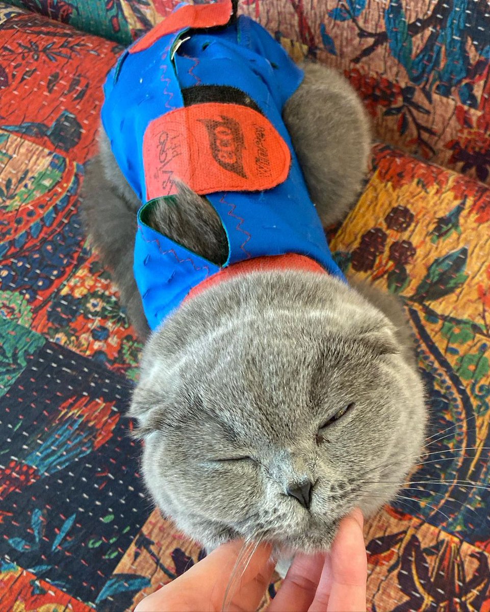 Winpet Yara Koruyucu Korse rahatlığı sayesinde, minik dostlarımız operasyon sonrasında sağlıklı bir süreç geçirir.
Bayi Kliniklerimizden TRABZON
Bikedi Veteriner Kliniği;
Hastarının,
✅ Konforunu,
✅ Güvenini,
✅ Hijyenini,
✅ Mutluluğunu,
Önceliği kabul ediyor