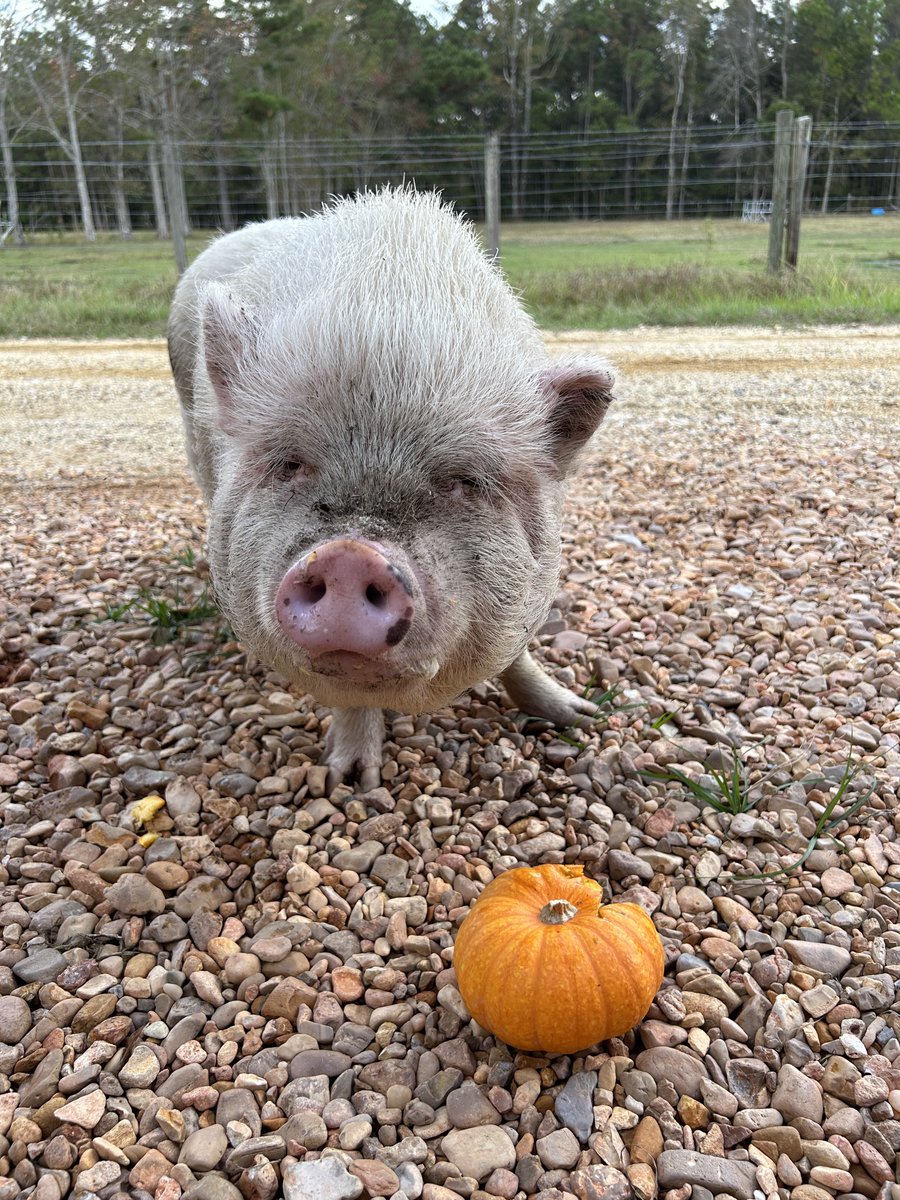 ERrescue's tweet photo. Wilma says "Don't throw away those old pumpkins, give em to me🐽" #pumpkinspice #landfilldiversion https://t.co/lI472uZBio