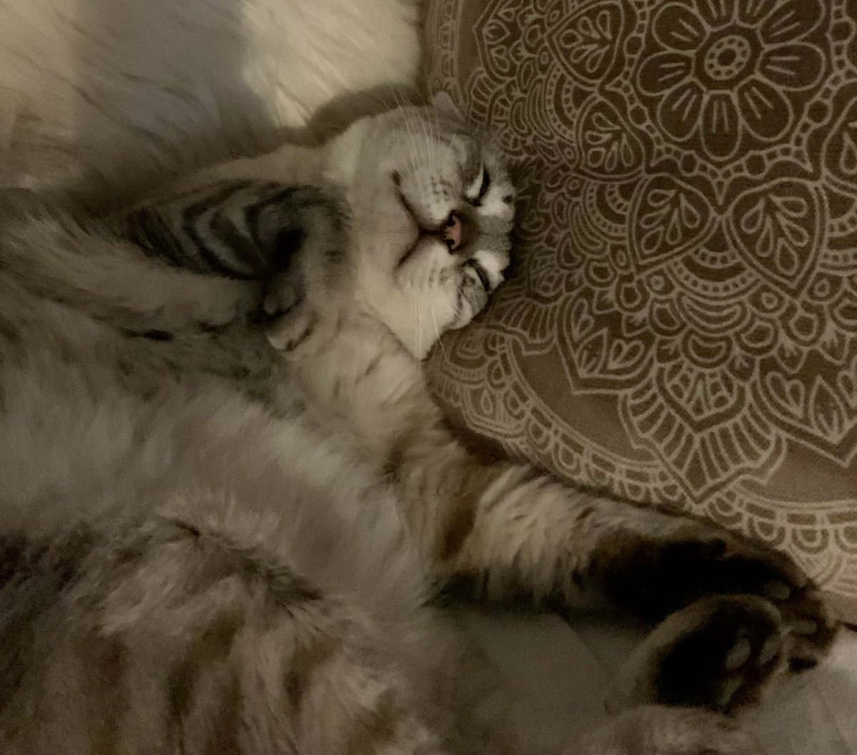 HarryandElvisC's tweet photo. I look so cute when Iโm asleep! ๐ปโจโค๏ธ
#harrycat #CatsOfTwitter #pets #Cats https://t.co/dBKC3WFUbd