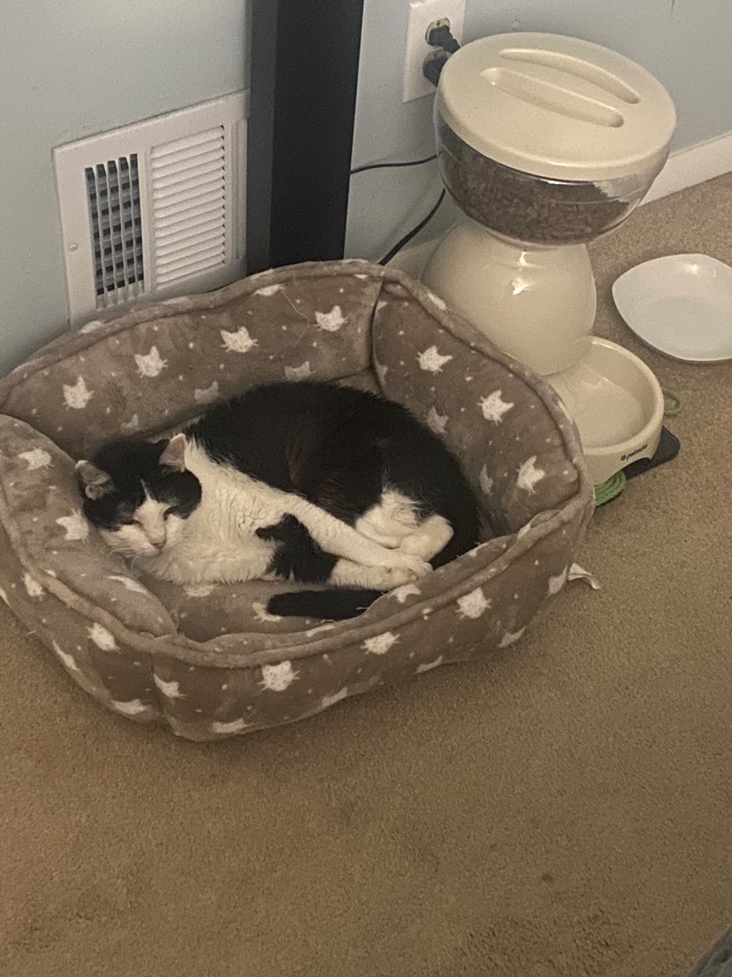 I’ve Pet That Cat on Twitter "Meet Noodles! Last month, she turned 20