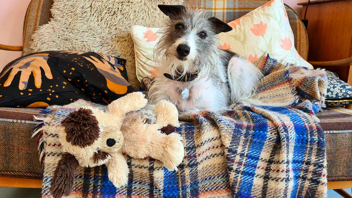 who else loves a teddy tuesday? 

#puppylove #dogwalker #dogmom #justababy #simplesmartpetcare