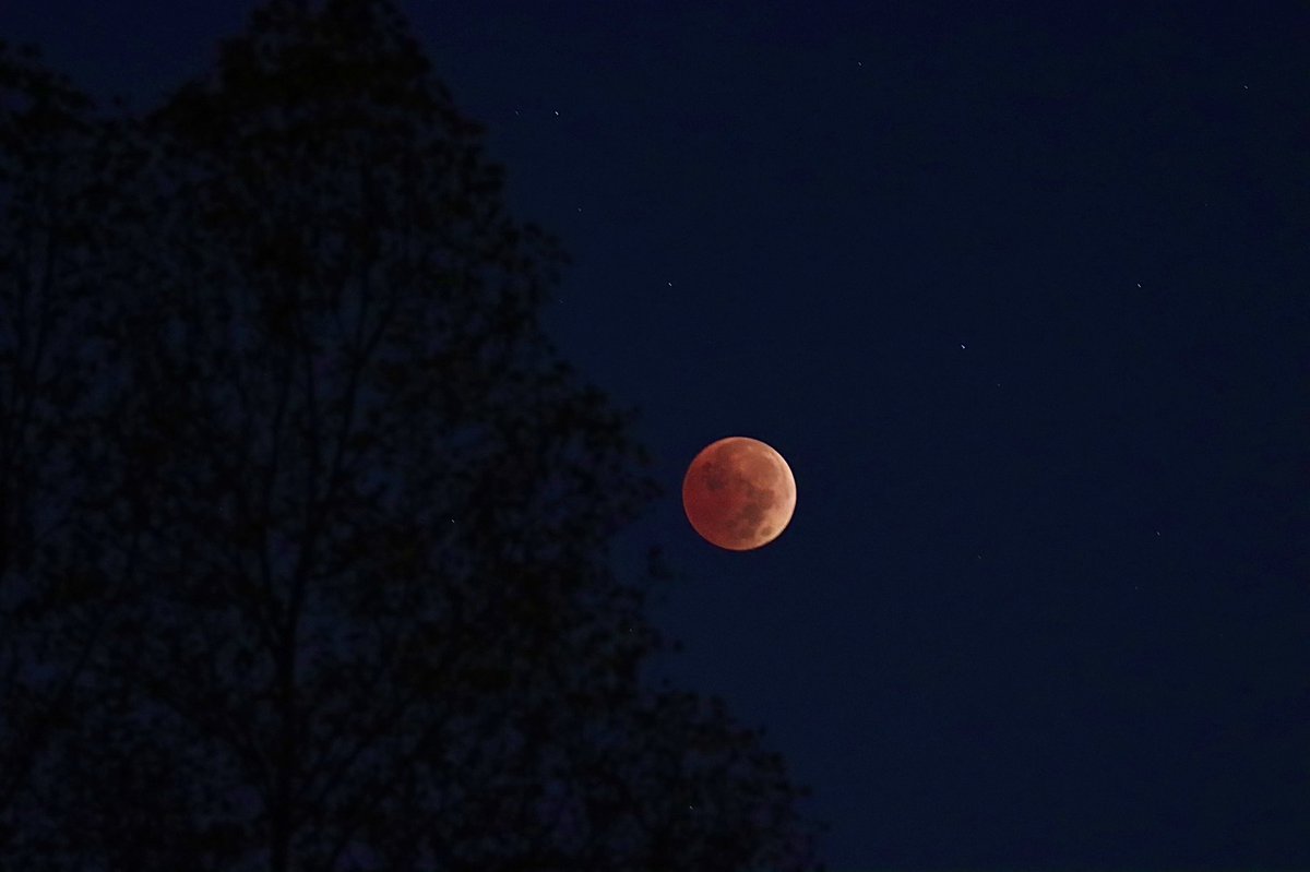 Woke up early to see the beautiful lunar eclipse. Took this from our front yard!