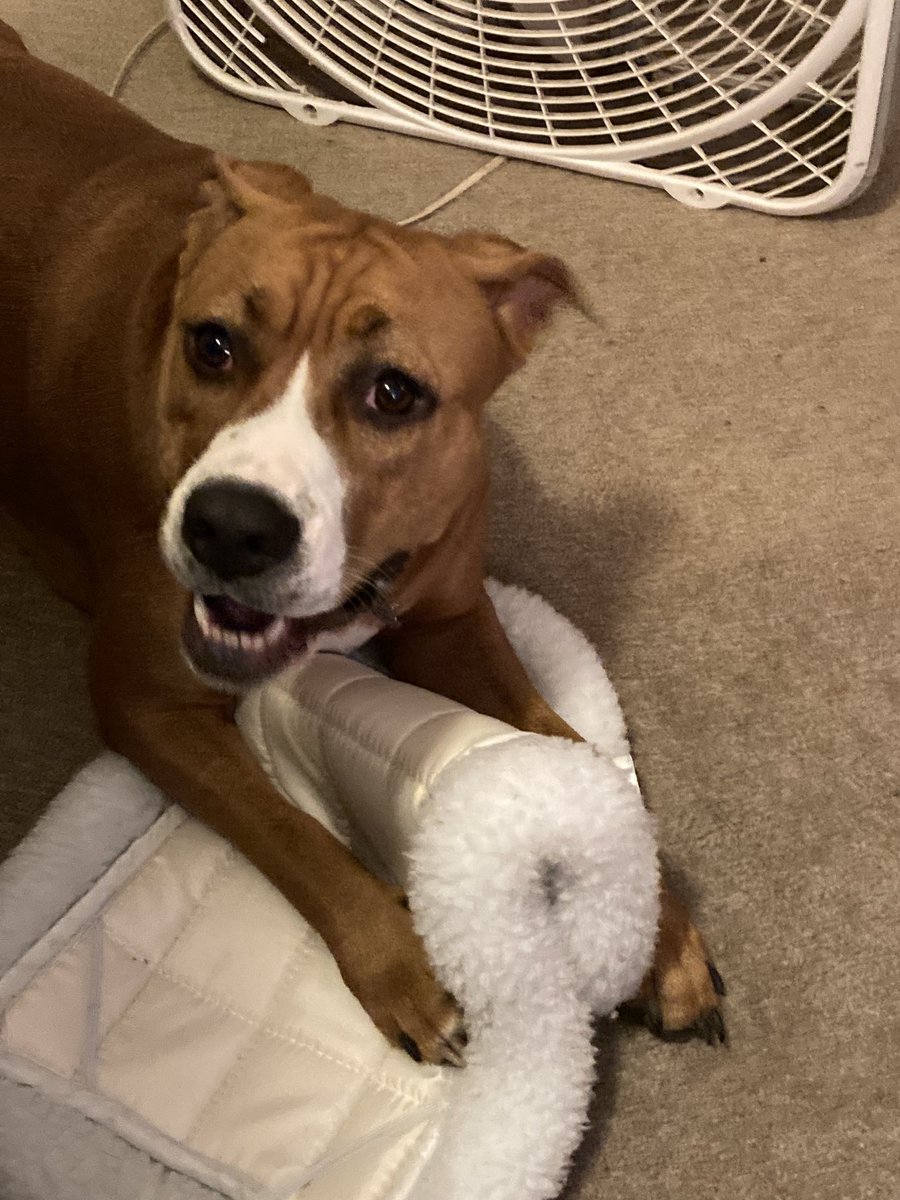 olintx's tweet photo. Wendy chewing on a doggie bed https://t.co/hdnNsklixZ