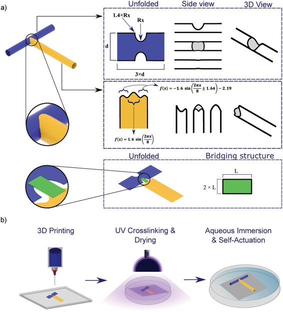 Sharing this interesting #OpenAccess paper led by  @WaseemKitana @IonovLab in collaboration with @Boccaccini_Lab @UniFAU in the framework of @SFB_TRR225 @dfg_public in Adv. Mater. Technol. @AdvSciNews '4D Biofabrication of T-Shaped Vascular Bifurcation' doi.org/10.1002/admt.2…