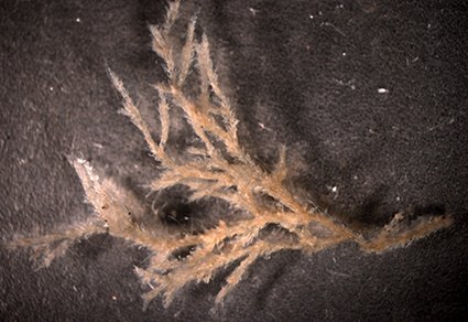 Fouling bryozoans in Argentine harbours (Southwest Atlantic): new records and the description of a #newspecies.
mapress.com/zt/article/vie…
#Taxonomy