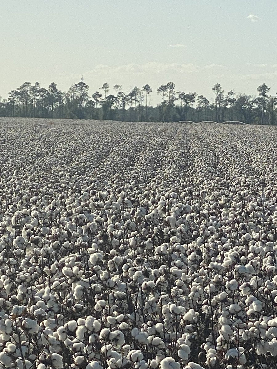 Wes Briggs tweet media