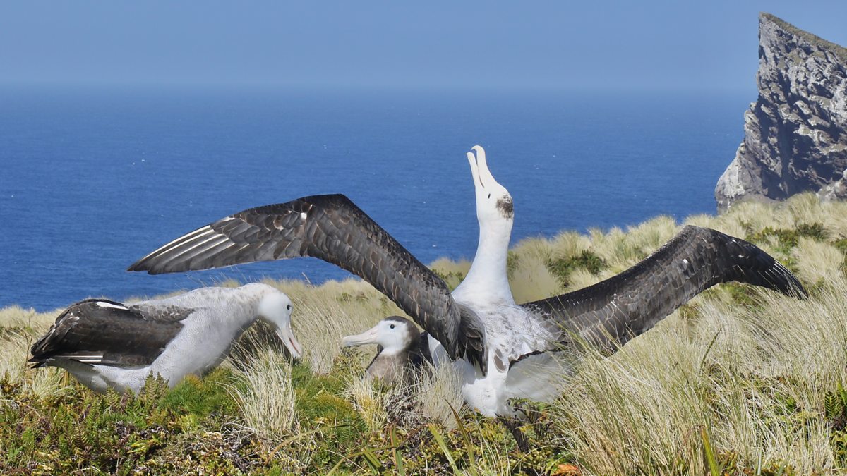 👇 BBC Frozen Planet II: Revealing the plight of the Antipodean wandering albatross 👇

buff.ly/3tjtpsU
