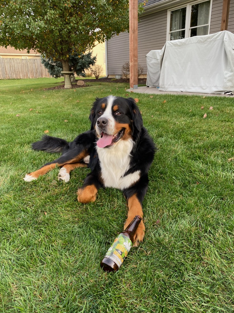 doglettt's tweet photo. My son likes beer https://t.co/7Piv9Ureqz