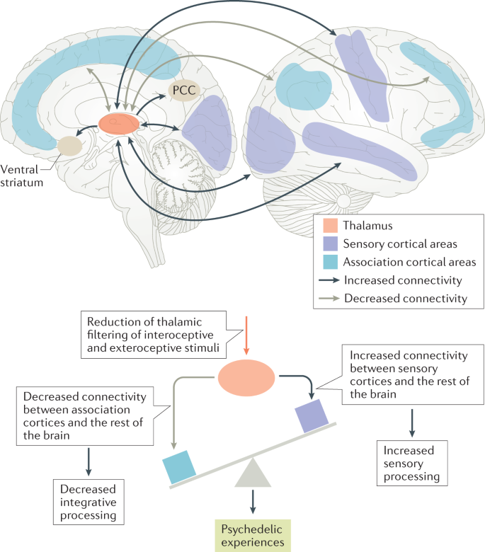 chrost_hugo's tweet photo. A working hypothesis of psychedelic-induced changes in brain connectivity.

Source: @Nature 

#neuroscience #MedTwitter https://t.co/VIlJSgML62
